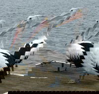 Pelican Feeding - New Castle Tourism
