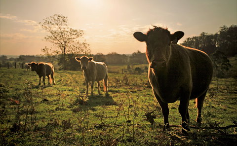 Ravensbourne - Newcastle Accommodation 2