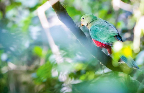 Satinbird Stroll - Newcastle Accommodation 0