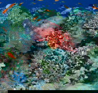 Steve's Bommie Dive Site - Newcastle Accommodation