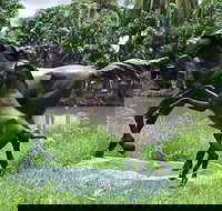 Summerland Antiques and Garden Centre