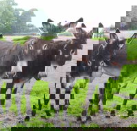 The Good Samaritan Donkey Sanctuary - New Castle Tourism