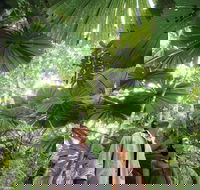 Wet Tropics Rainforest - Newcastle Accommodation