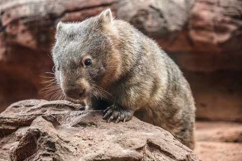 Wild Life Sydney Zoo - New Castle Tourism 2