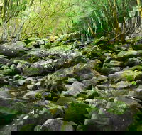 Wodi Wodi Walking Track