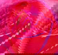 Abandon Stress Mobile Massage - Newcastle Accommodation