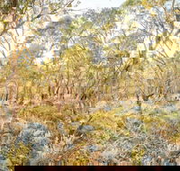 Alpine Views Walk - New Castle Tourism