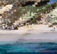 Australian Sea Lions