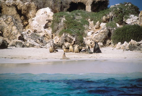 Australian Sea Lions - New Castle Tourism 0