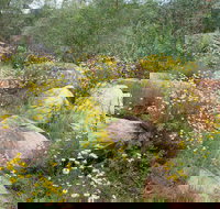 Ben Hall's Cave Walking Track - New Castle Tourism