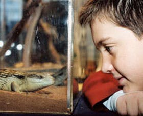 Canberra Reptile Zoo - New Castle Tourism 2
