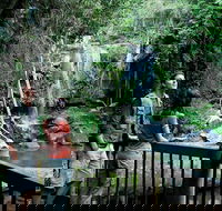 Curtis Falls track Tamborine National Park