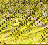 Davies Creek Mountain Bike Park - New Castle Tourism