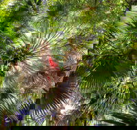 Depot Beach Rainforest Walk - New Castle Tourism