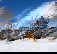 Dinner Plain - Newcastle Accommodation