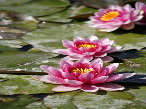 Dubbo Regional Botanic Garden - Closed Until Further Notice - New Castle Tourism 2