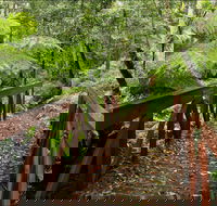 Goodenia Rainforest Walking Track - New Castle Tourism