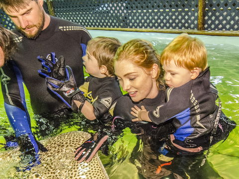 Irukandji Shark And Ray Encounters - New Castle Tourism 1