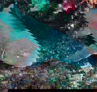 Middle Reef Dive Site - New Castle Tourism