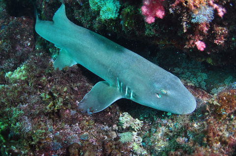 Middle Reef Dive Site - New Castle Tourism 0