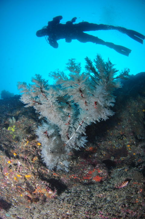 Middle Reef Dive Site - New Castle Tourism 1