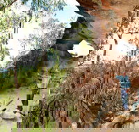 Pilliga Forest - Newcastle Accommodation