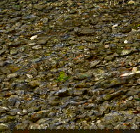Potoroo Falls picnic area - New Castle Tourism