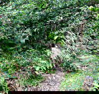 Seaforth Oval to Natural Bridge Track - Newcastle Accommodation