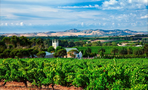 Seppeltsfield Road Barossa Valley - Newcastle Accommodation 1