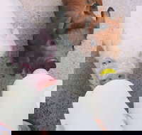 Swan Valley Cuddly Animal Farm