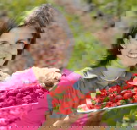 The Super Strawberry