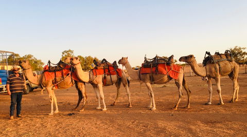 Broken Hill Camels - New Castle Tourism 0