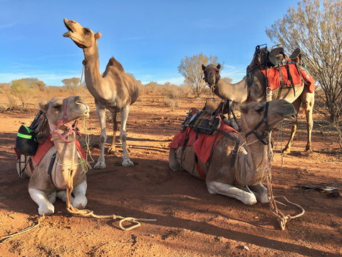 Broken Hill Camels - New Castle Tourism 1