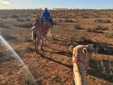 Broken Hill Camels - New Castle Tourism 2