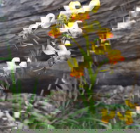 Dawn Atwell Nature Reserve