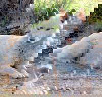 Durong Dingo Sanctuary