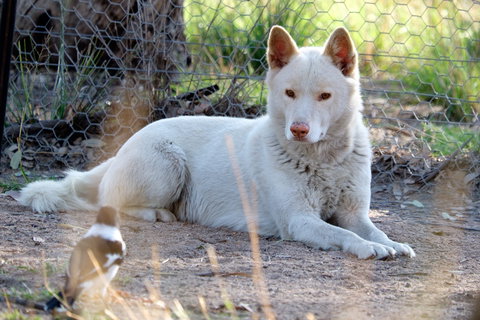 Durong Dingo Sanctuary - Newcastle Accommodation 0