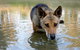 Durong Dingo Sanctuary - thumb 1