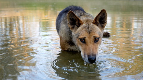 Durong Dingo Sanctuary - Newcastle Accommodation 1