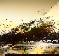 Kinchega Homestead Billabong Walk - Newcastle Accommodation