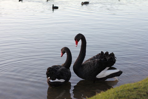 Lake Weeroona - New Castle Tourism 1