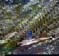 Lyrebird Circuit Walk - New Castle Tourism