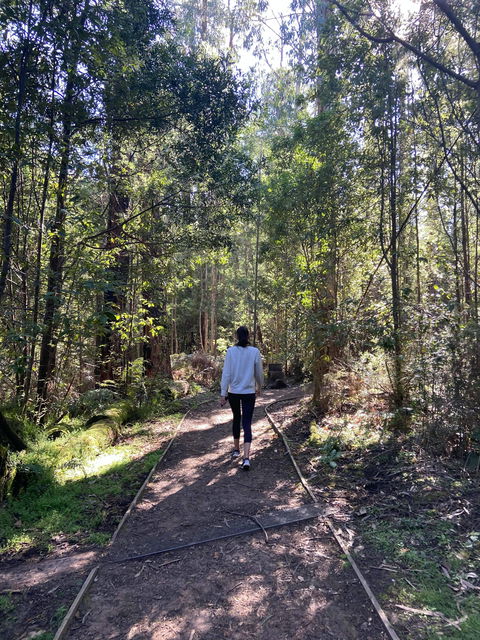 Lyrebird Circuit Walk - New Castle Tourism 0
