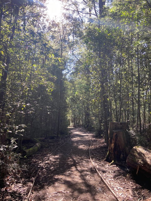 Lyrebird Circuit Walk - New Castle Tourism 2