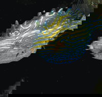 Mushroom Reef Marine Sanctuary