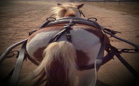 Outback Pony Rides Farm Experience - New Castle Tourism 2