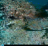 Round Bommie - Newcastle Accommodation