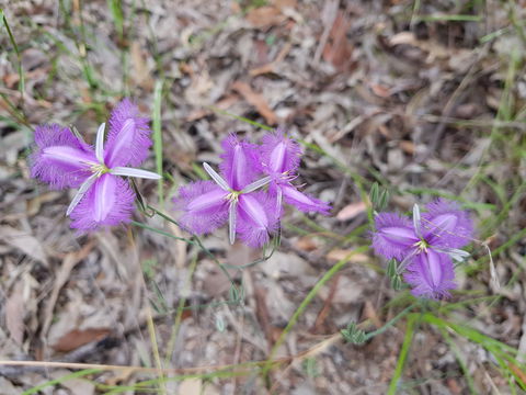 Samford Conservation Park And Bunyaville Conservation Park - New Castle Tourism 1