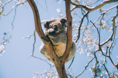 Samford Conservation Park And Bunyaville Conservation Park - New Castle Tourism 2