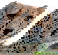 Tasmania Zoo - New Castle Tourism